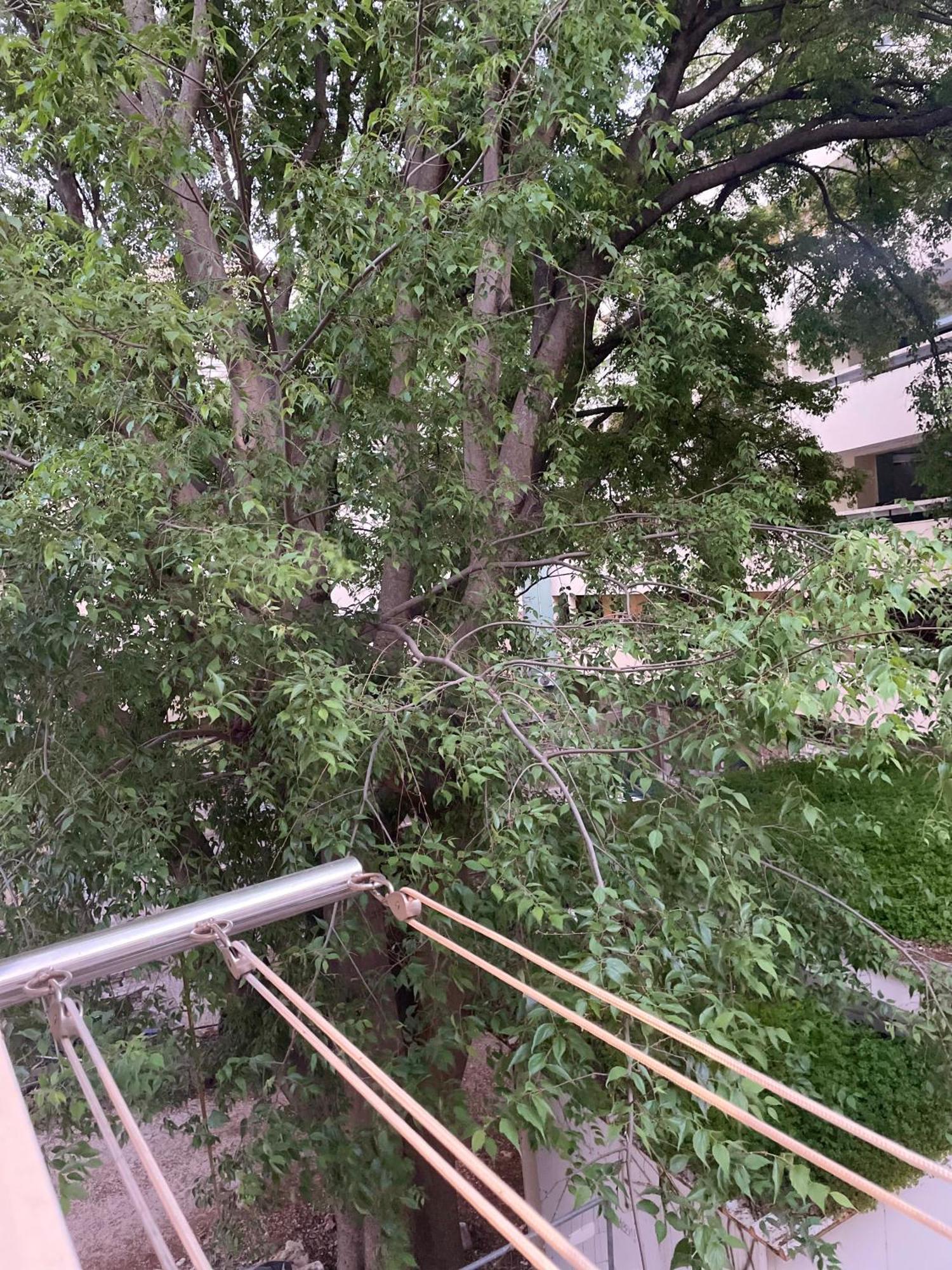 Apartmán 'one Tree' Apartment, Old Town *