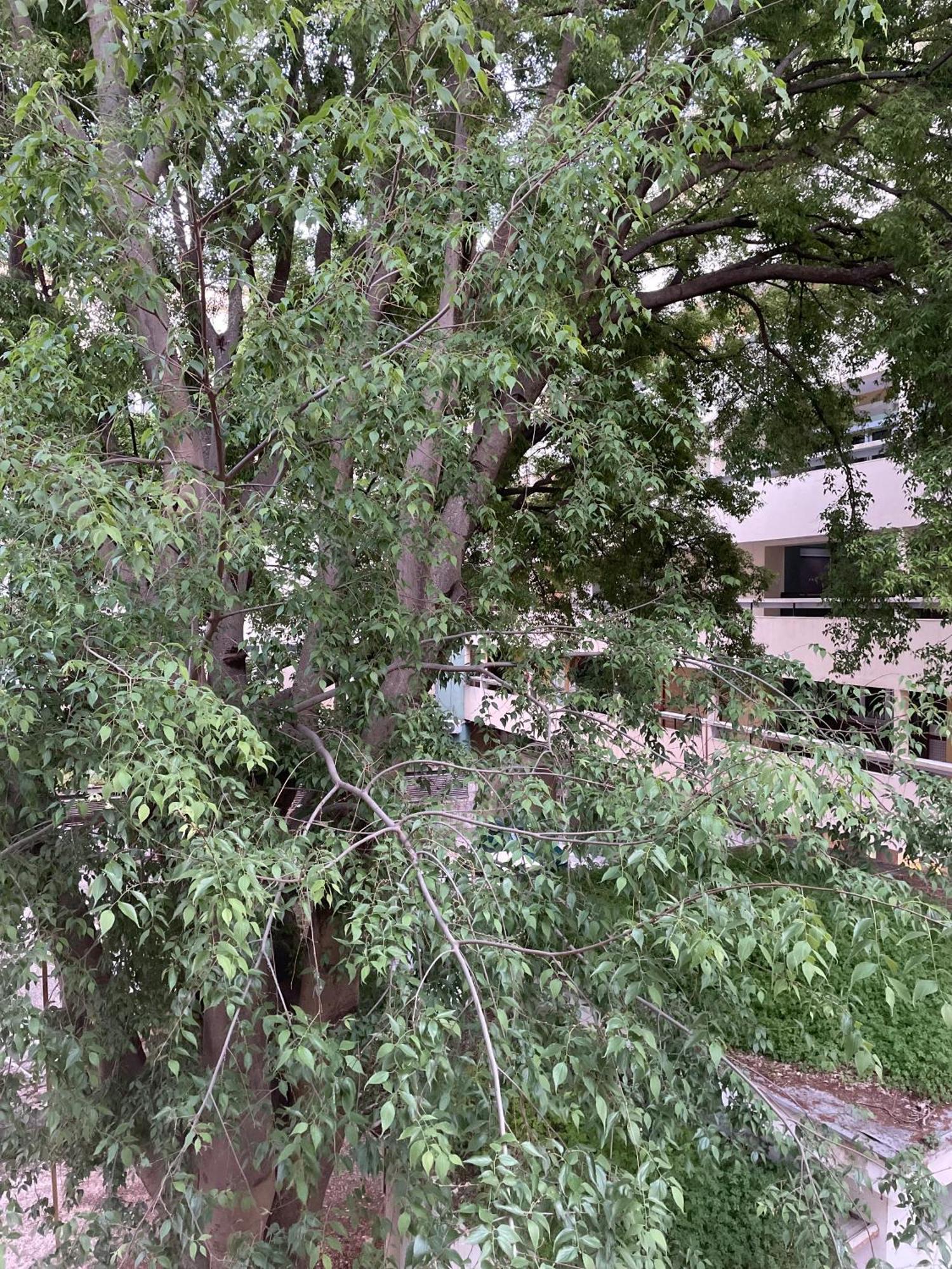 Appartement 'one Tree' Apartment, Old Town